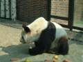 Berlin 2005 - Panda im Berliner Zoo (c)2005 Wolfgang Bning